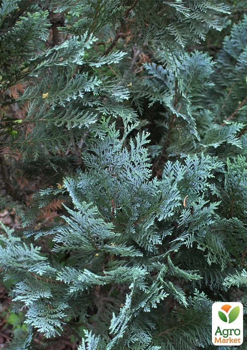 Кипарисовик Lawsoniana "Pembury Blue" вазон П9 - фото 4