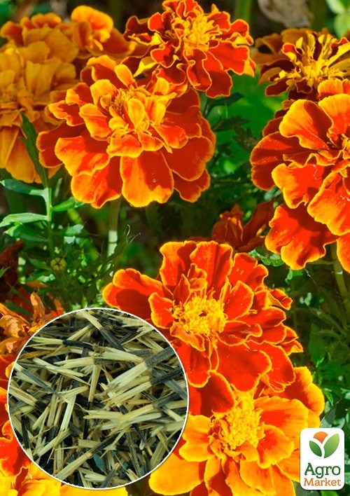 На вагу Чорнобривці "Бонанза" ТМ "Весна" ціна за 2г