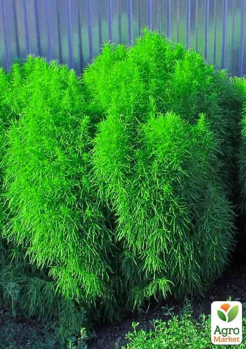 Кохия (Зипер) ТМ "Весна" 1г - фото 3