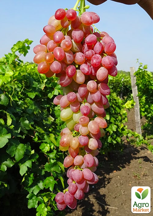 Виноград "Пам'яті батька" (ранньо-середній термін дозрівання) - фото 4