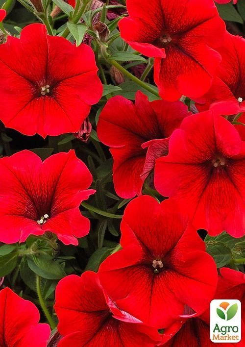 Сурфиния "Dark Red" (контейнер № 10, высота 10-15 см)