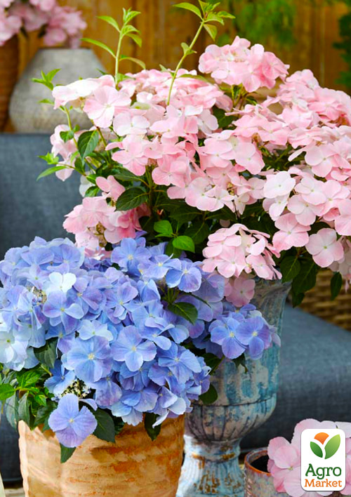 Гортензія ампельна "French Bolero"