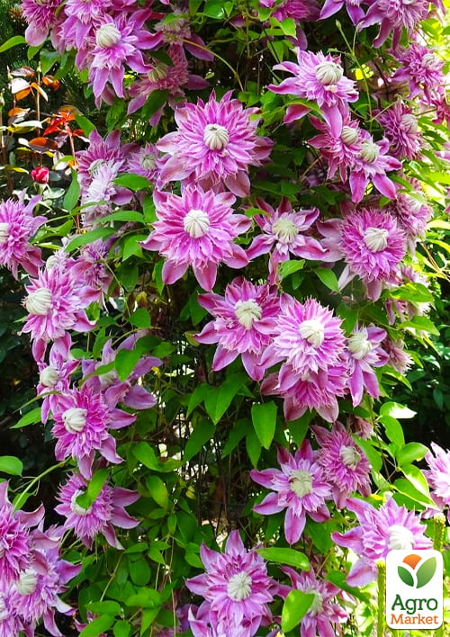 Эксклюзив! Клематис "Биатрис" (Beatrice) (махровый сорт)