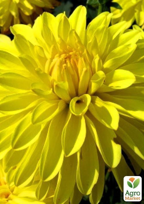 Жоржина "Melody Latin" 1шт в упаковці - фото 4