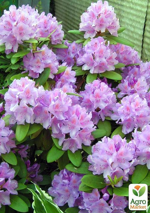 Рододендрон ліловий "Кетевбинський Грандіфлорум" (Catawbiense Grandiflorum) - фото 5