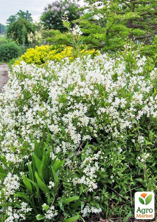 Дейция изящная "Nikko"  - фото 2