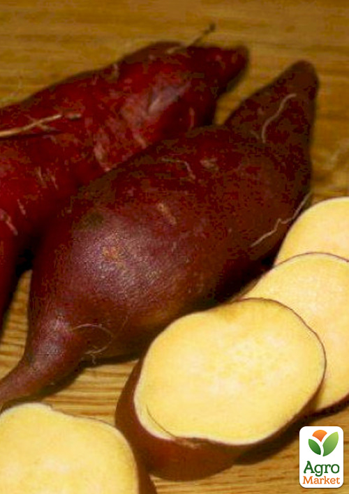 Батат "Lira" (сладкий картофель) маточный клубень