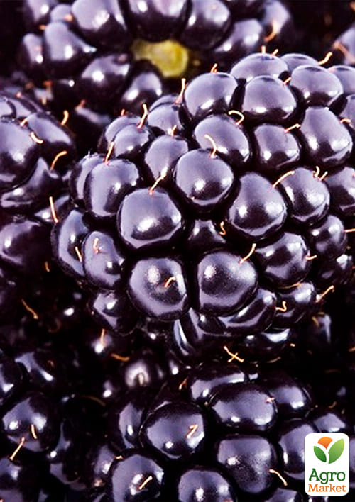 Ожина гігант, пізньостиглий сорт "Кіова" (Ciova) - фото 4