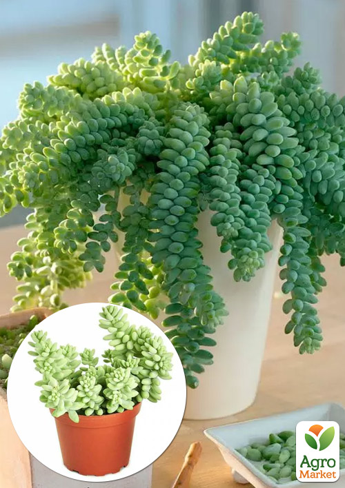 Седум "Burito" Р9