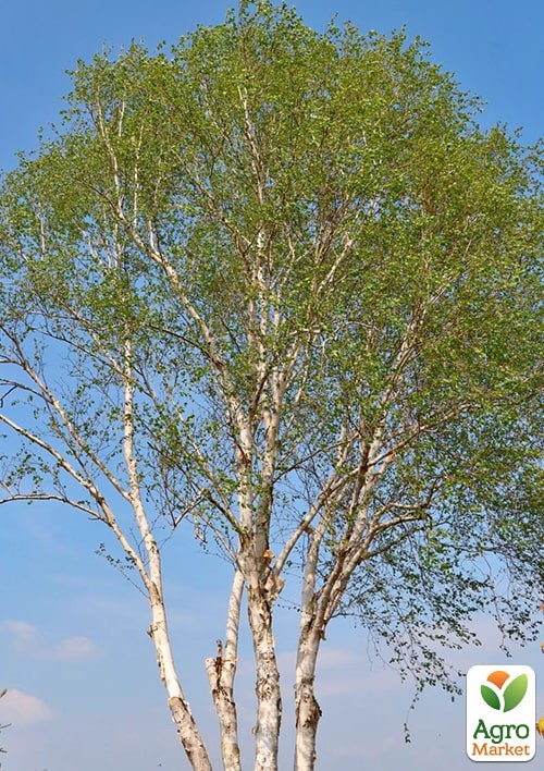 Береза корисна "Jacquemontii" висота 70-80см - фото 5