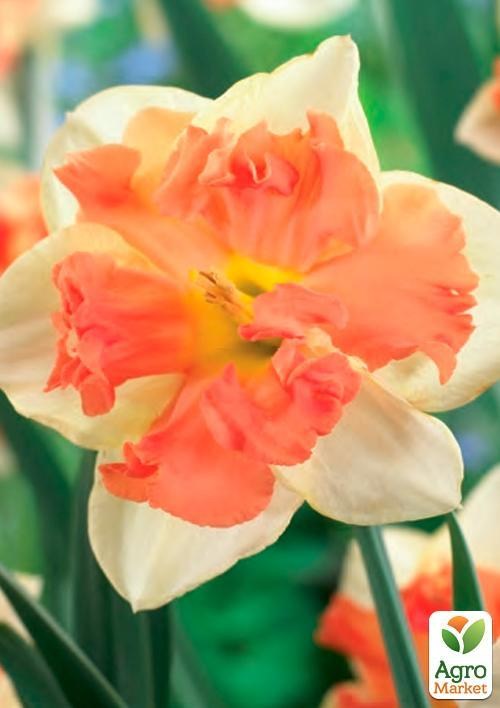 Нарцисс "Vanilla Peach" (размер 12/14 , крупный) 2шт в упаковке