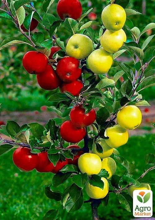 Эксклюзив! Дерево-сад Яблоня "Белый Налив+Мельба" 