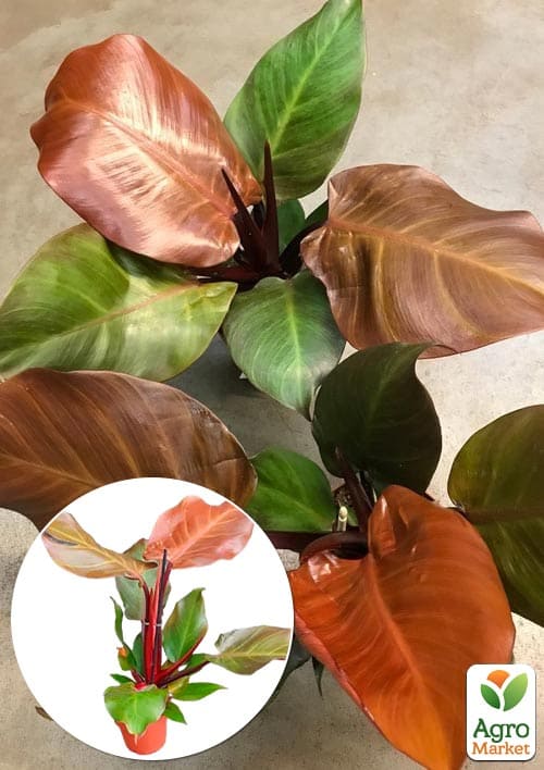 LMTD Філодендрон "Sunlight" висота 30-40см