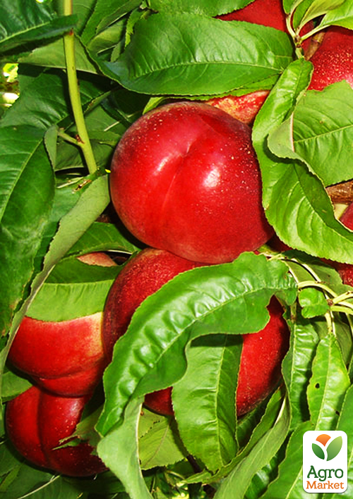 Нектарин "Мадам Бланшет" (лысый персик, средний срок созревания)