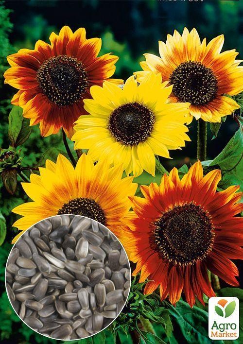 На развес Подсолнечник "Гелиантус" ТМ "Весна" цена за 3г