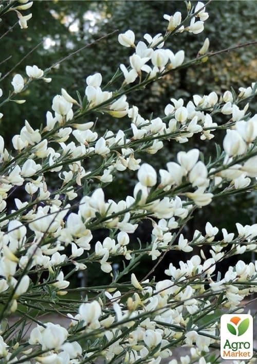Ракитник "White Lion" (цитисус) вазон С3 - фото 2