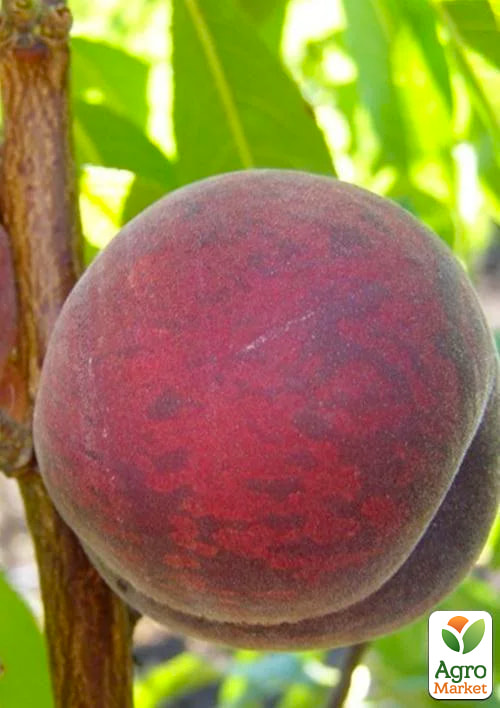 Персик "Красна девиця" (літній сорт, середньо-пізній термін дозрівання)