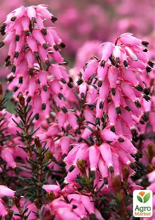 Еріка трав'яниста "Wintersonne" P11