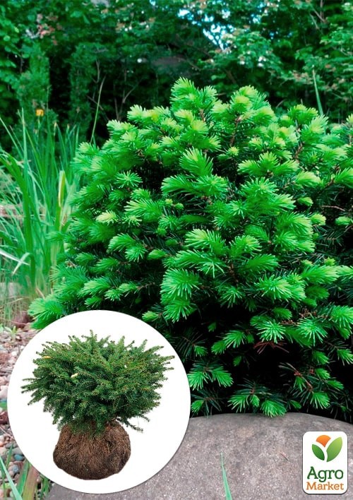 Ель сербская "Karel" (ком/сетка) диаметр 35-40см