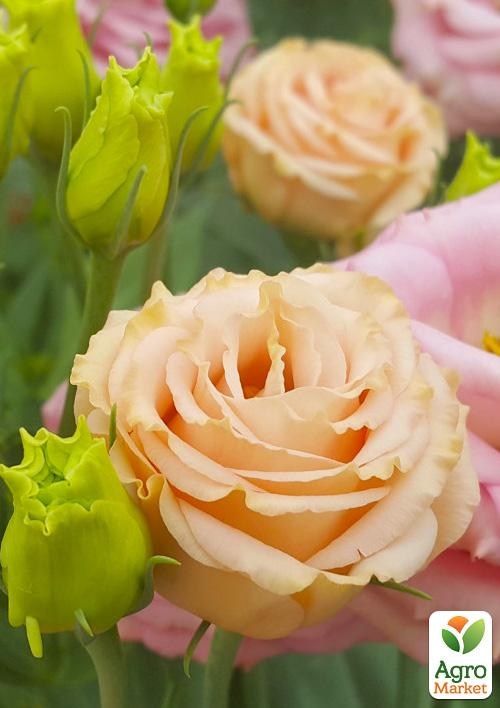 Эустома махровая "Borealis Apricot" укорененная в контейнере Р9 - фото 2