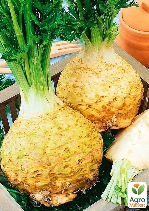 Сельдерей корневой (Зипер) ТМ "Весна" 1г - фото 2