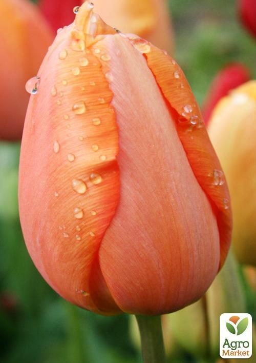 Тюльпан "Dordogne" (размер 11/12 , крупный) 3шт в упаковке