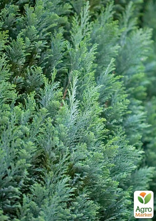 Кіпарисовик "Ellwoodii" (Pyramide) висота 120-140см - фото 3