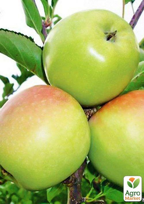 Яблуня "Ренет Кубанський" (зимовий сорт, пізній термін дозрівання)