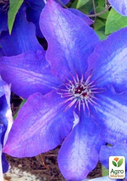 Клематис "President" (повторноквітучий сорт!) - фото 5