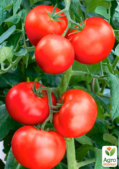 На развес Томат "Бонония" ТМ "Весна" цена за 1г - фото 2