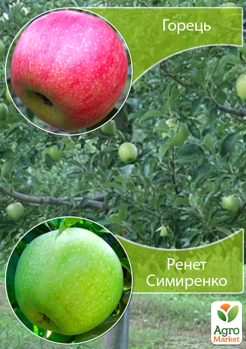 Дерево-сад Яблоня "Горец+Ренет Симиренко" 