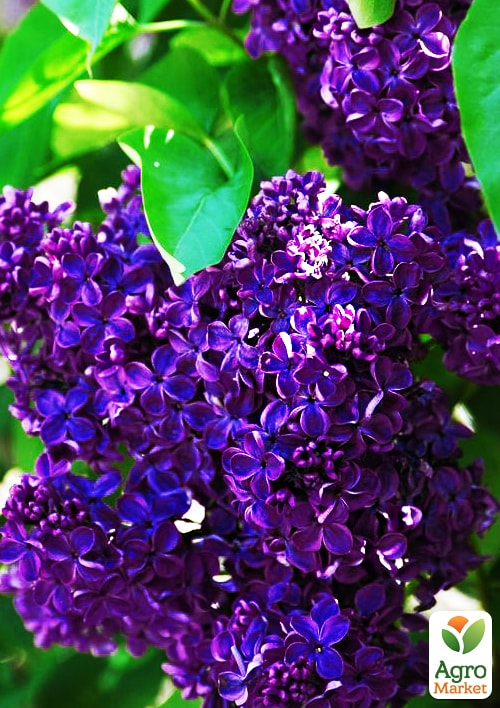 Бузок темно-фіолетовий "Магія планети" (Magic of the planet)