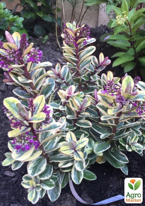 LMTD Хебе "Tricolor" высота 20-25см - фото 7