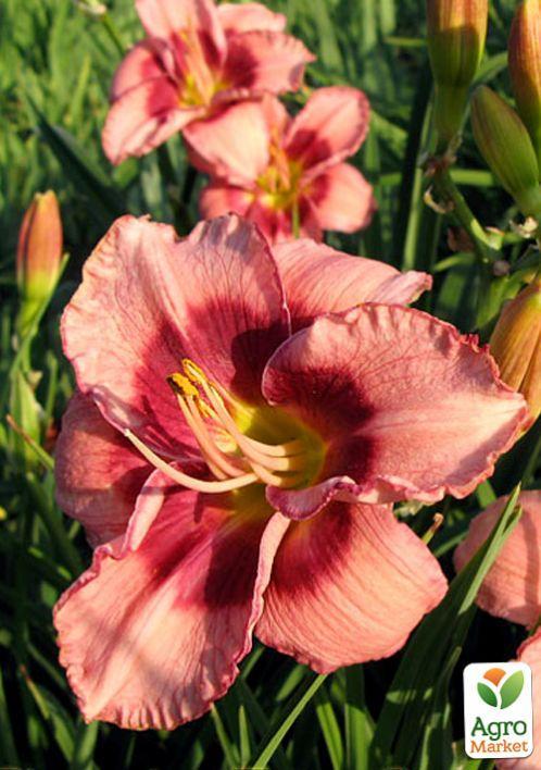 Лілійник "Dan Mahony" 1шт в упаковці - фото 6