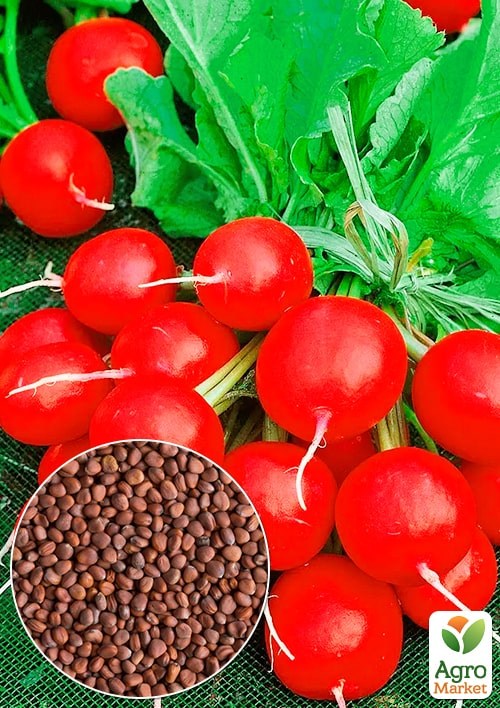 Редис "Королева рынка" (Зипер) ТМ "Весна" 7г