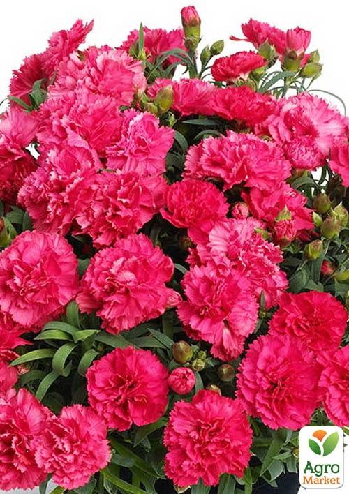 Гвоздика Махровая "Sunflor Allura" (контейнер № 10, высота 10 см)