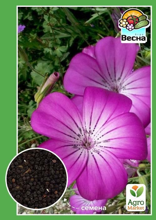 Агростемма ТМ "Весна" 0.2г