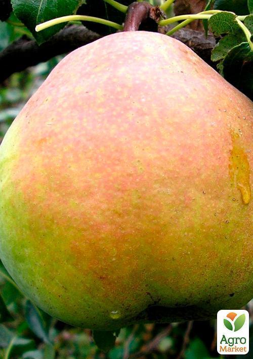 Груша "Кучерянка" (зимний сорт, поздний срок созревания) - фото 5