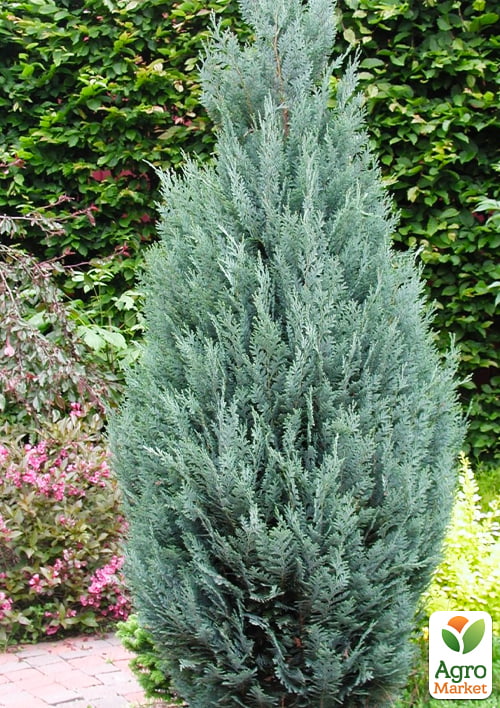 Кипарисовик Лавсона "Columnaris" (контейнер Р9)