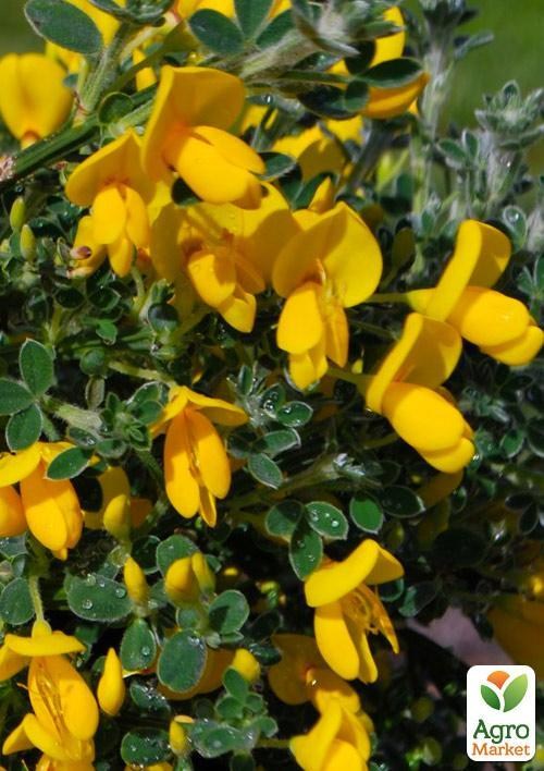 Ракитник Cytisus Scoparius "Vanessa" - фото 6