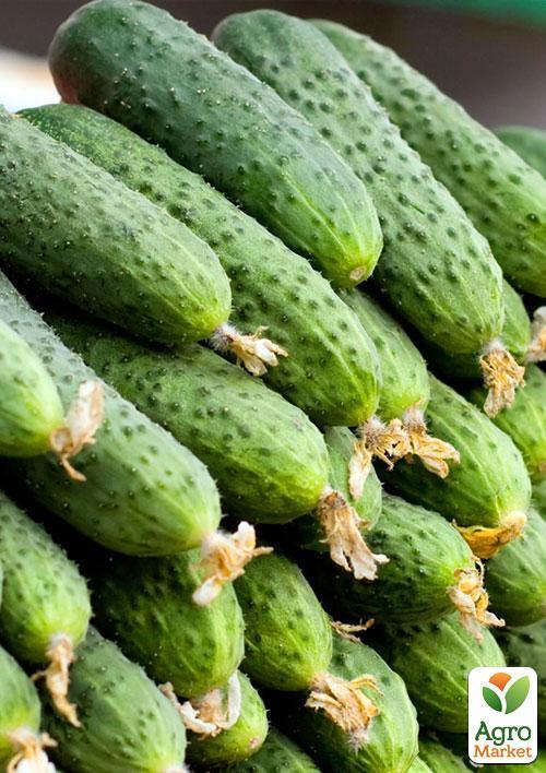 Огурец "Нежинский" (Зипер) ТМ "Весна" 2г - фото 2
