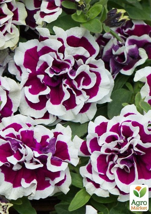 Петунія напівампельна Tumbelina "Bella" (контейнер №10, висота 10-15см)