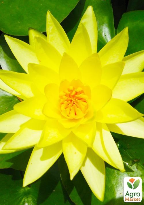 Нимфея "JOEY TOMASIK"