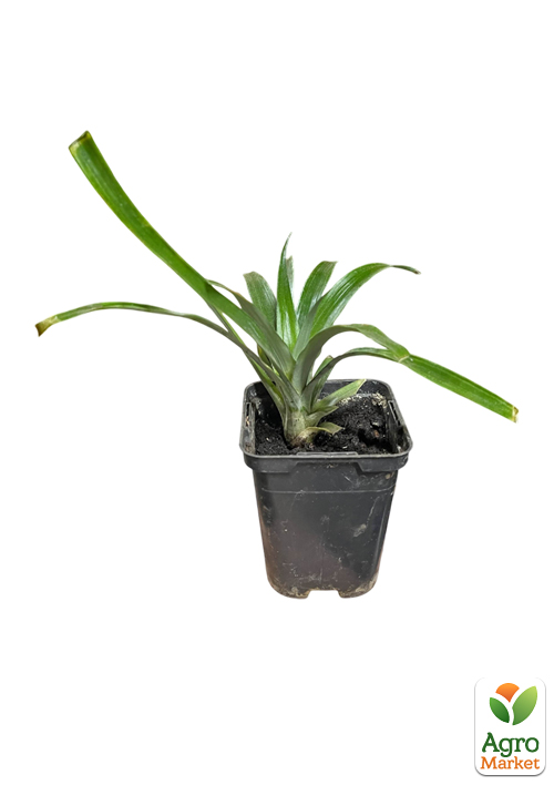 Ананас комнатный "Чампака" - фото 2