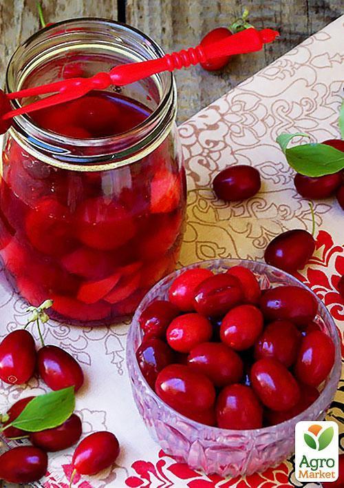Кизил "Светлячок" (средний срок созревания, один из самых крупноплодных сортов)
