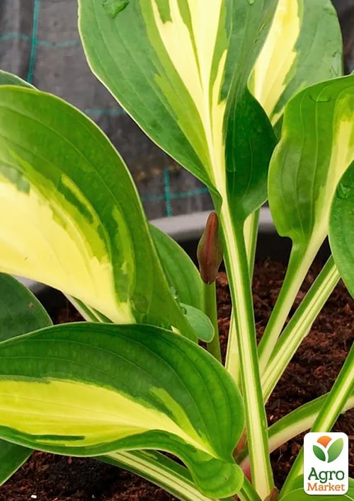 Хоста "Broad Street"  - фото 2