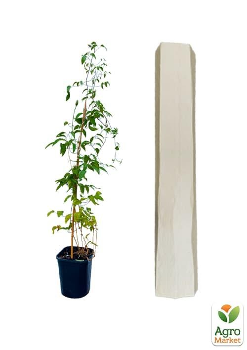 Клематис 3-х річний "Stefan Franczak" С2 - фото 3