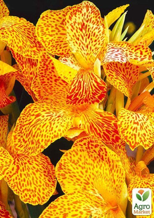 Канна "En Avant" 1шт в упаковці - фото 2