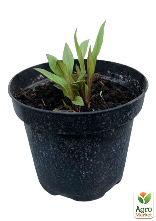 Ехінацея лікарська "Primadonna Deep Rose" вазон С2 - фото 2