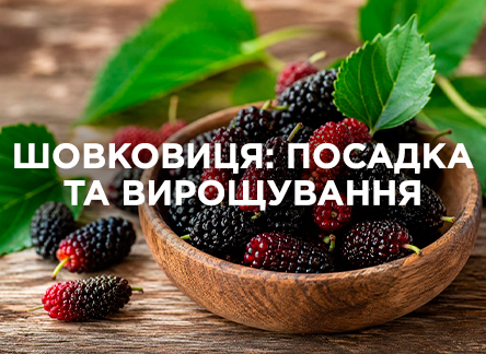 Шелковица: посадка и выращивание